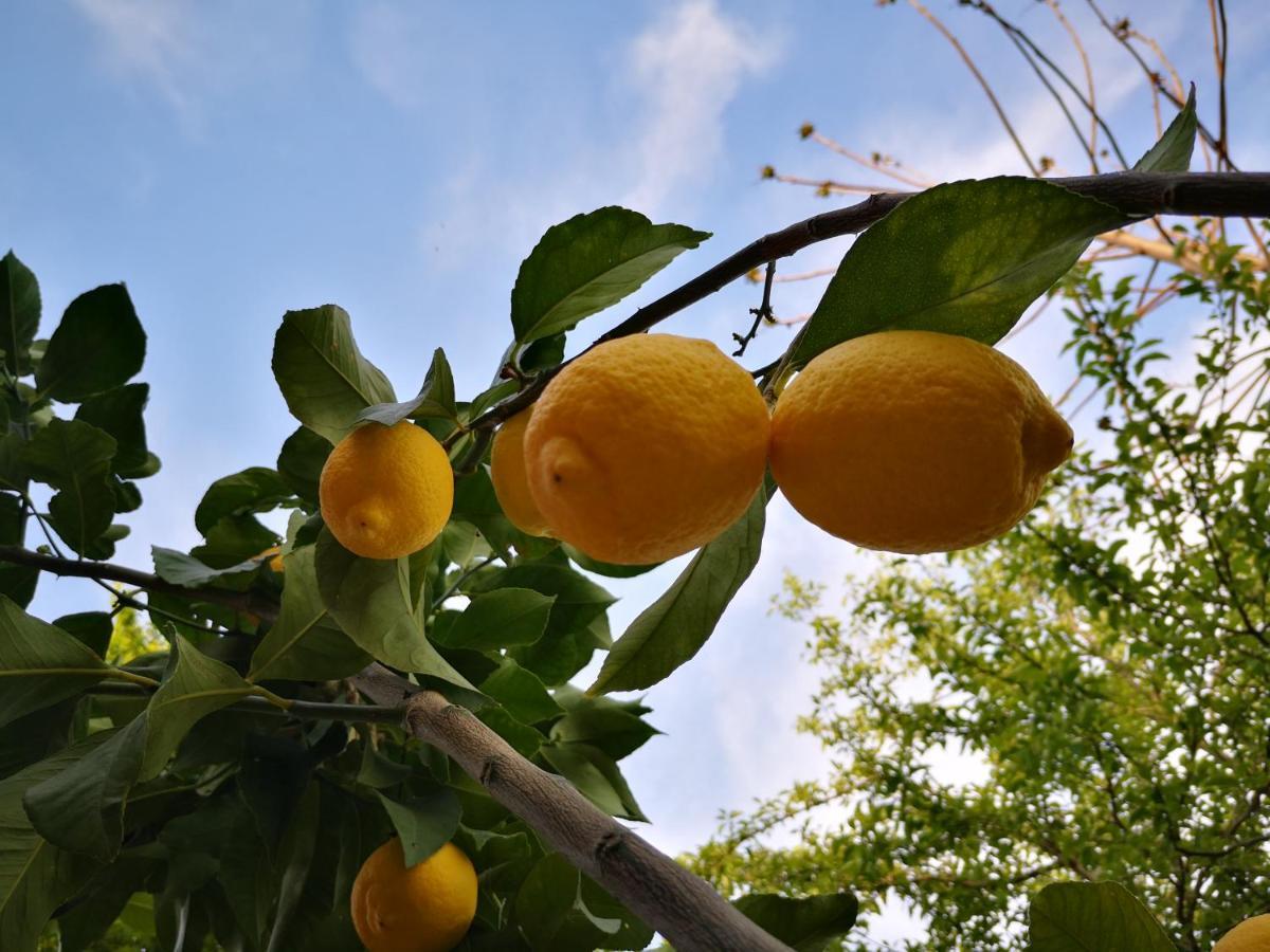 Agriturismo Grecinella Casole dʼElsa Kültér fotó