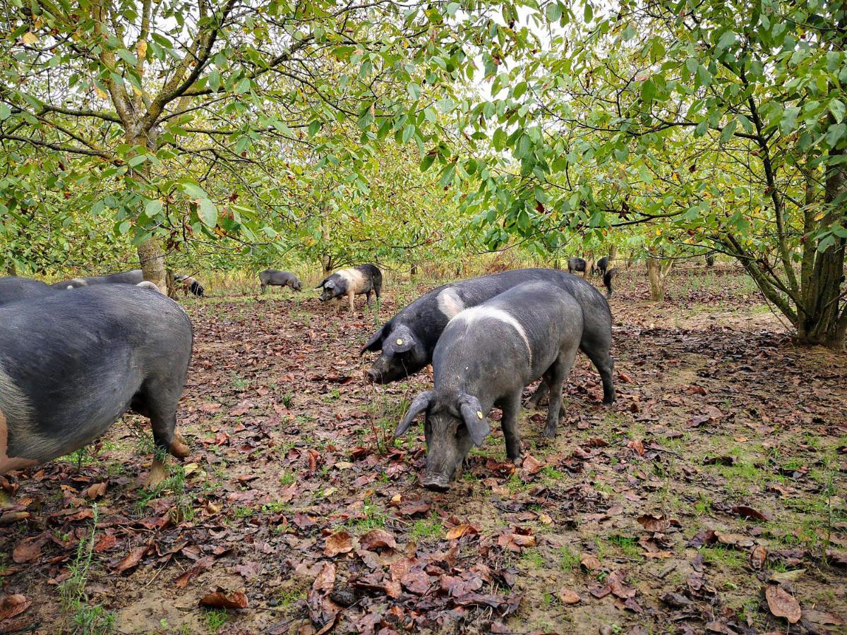 Agriturismo Grecinella Casole dʼElsa Kültér fotó