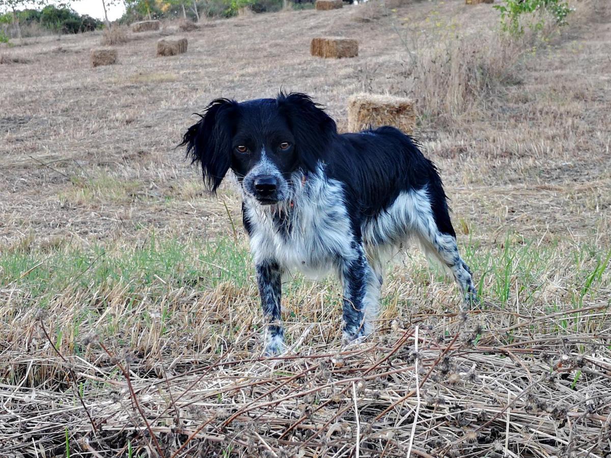 Agriturismo Grecinella Casole dʼElsa Kültér fotó