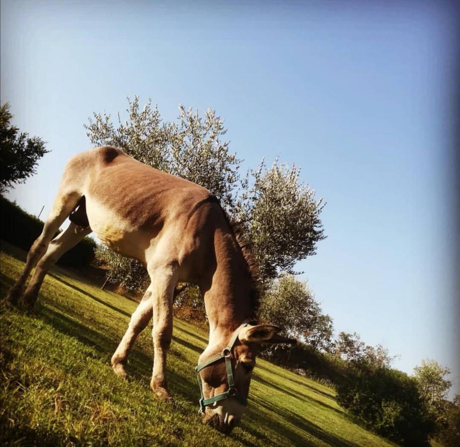 Agriturismo Grecinella Casole dʼElsa Kültér fotó